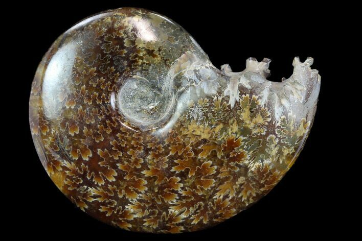 Polished, Agatized Ammonite (Cleoniceras) - Madagascar #117400